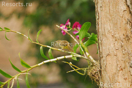 Kamala Beach Estate 25